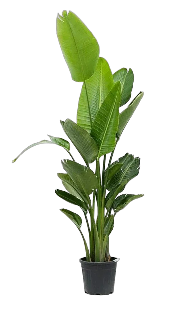 Стрелиция Николай - Strelitzia Nicolai 5pp D40 H180