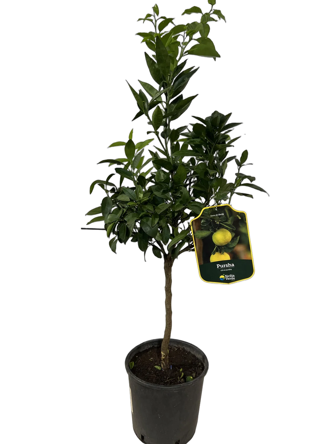 Лиметта Дольче Романа - Limetta dolce romana D21 H80