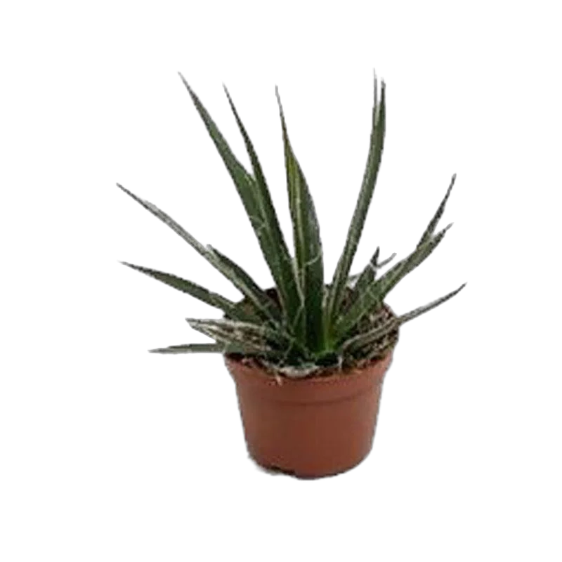 Агава Филфера Компакта - Agave Filiferum Compacta D10 H18