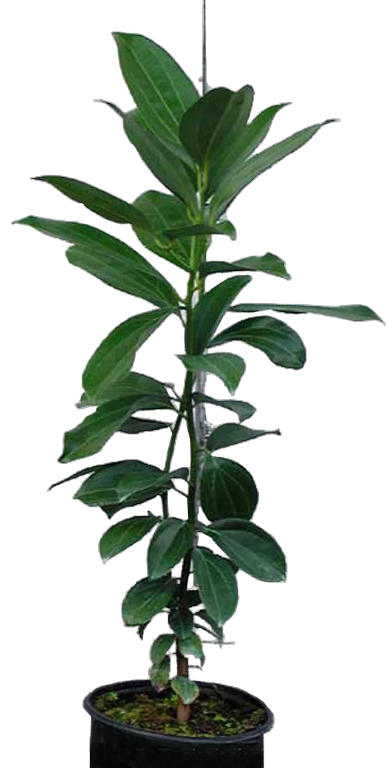Кориица - Cinnamomum verum D17 H70