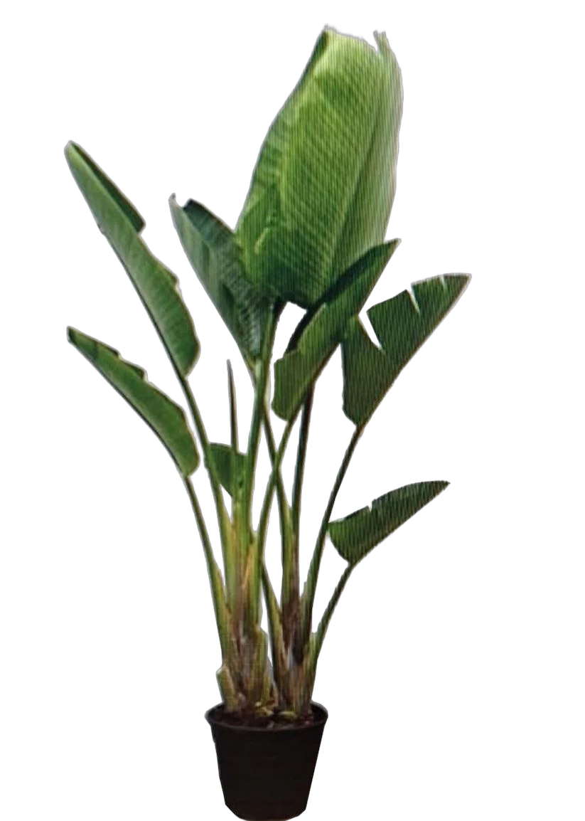 Стрелиция Николай 4 пп - Strelitzia Nicolai D30 H180