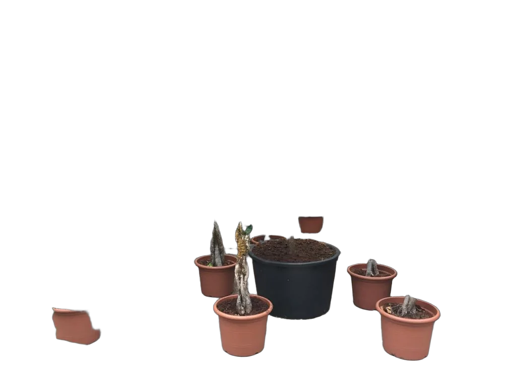 Фикус Лирата плетеный ствол  - Ficus lyrata D45 H200