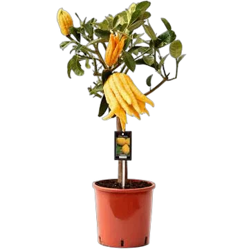 Рука Будды или Цитрон пальчатый  - Citrus medica D24 H100