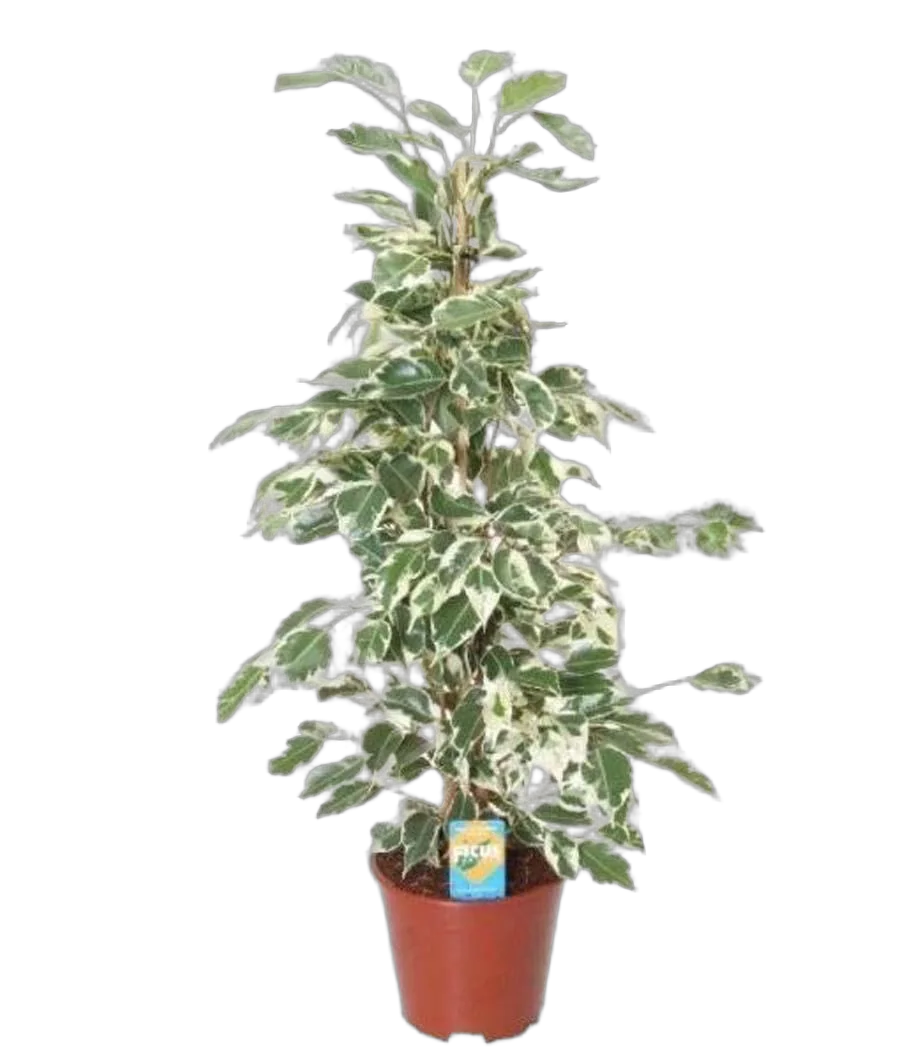 Фикус Бенджамина Твайлайт - Ficus Benjamina Twilight D18 H70