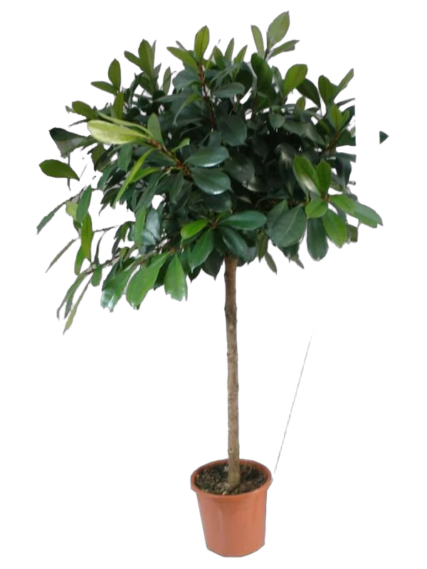 Фикус Циатистипула штамб - Ficus Cyatistipula Zuil D30 H180
