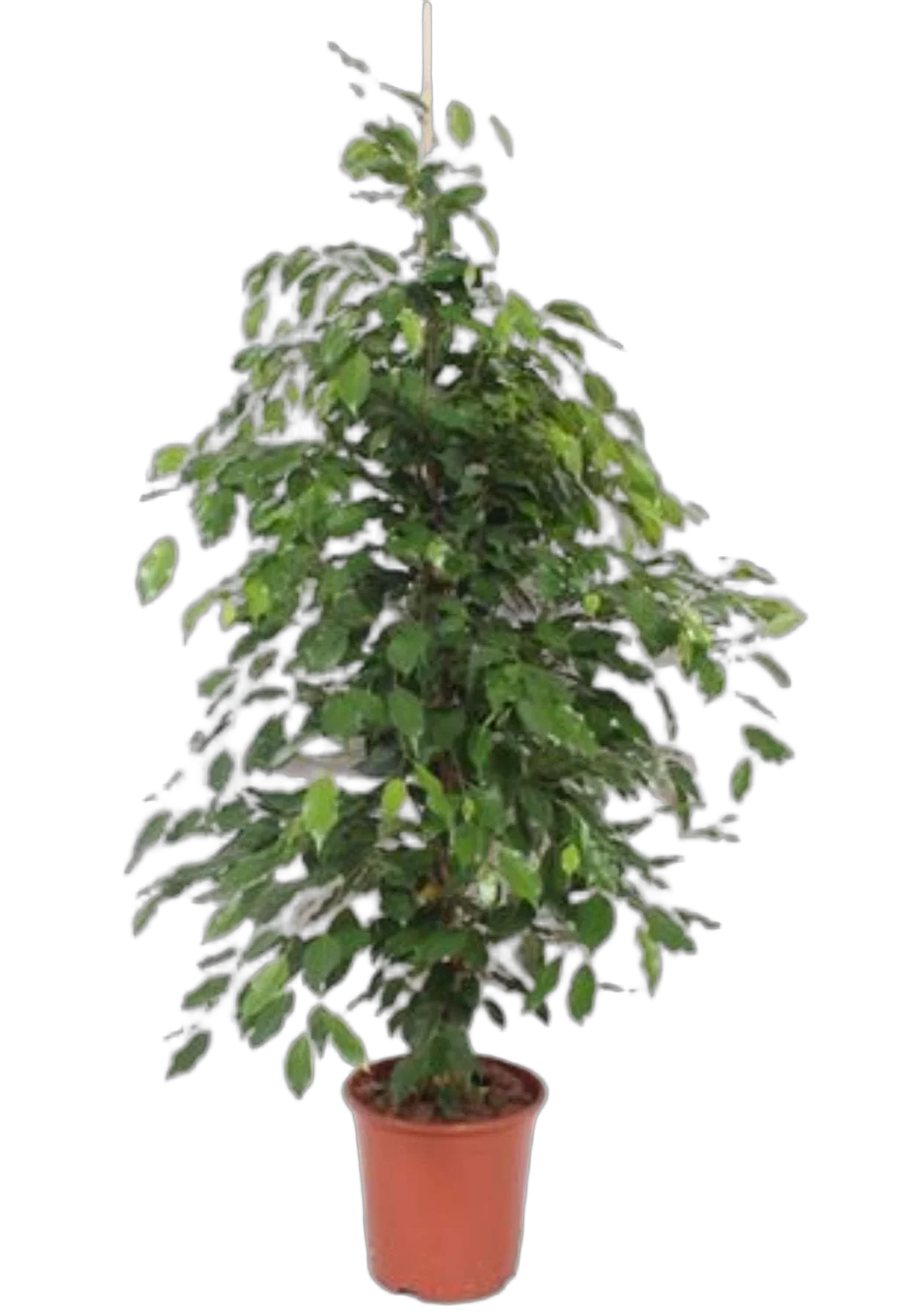 Фикус Бенджамина Экзотика - Ficus benjamina Exotica D24 H110