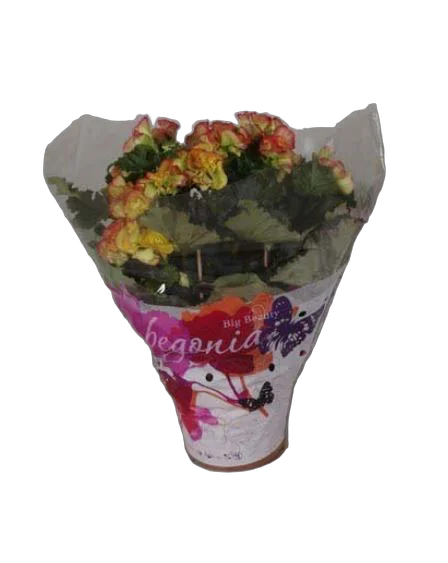 Бегония Бодиния Рио желтая - Begonia Elatior Doub Bodinia Rio D17 H35