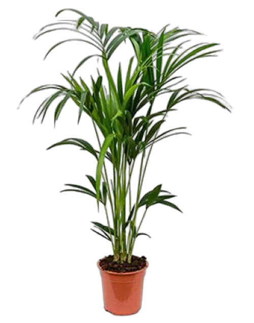 Ховея Форстера D22 H110