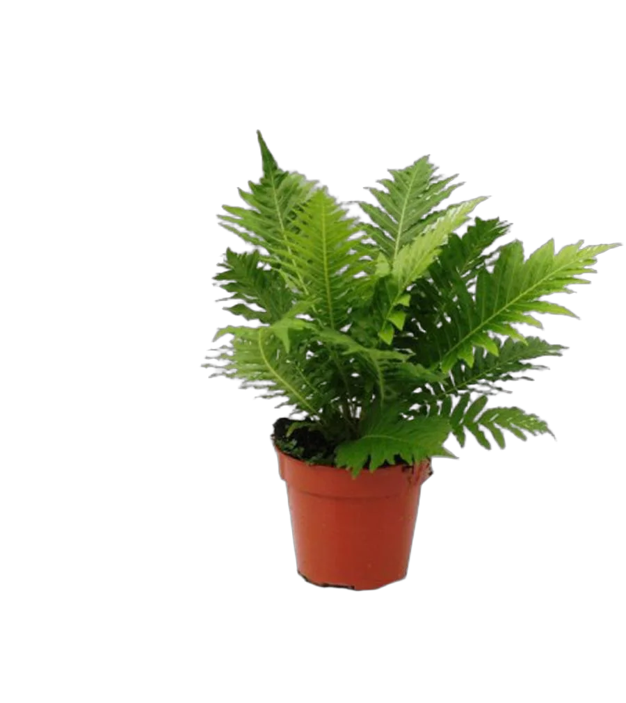 Блехнум - Blechnum D12 H30