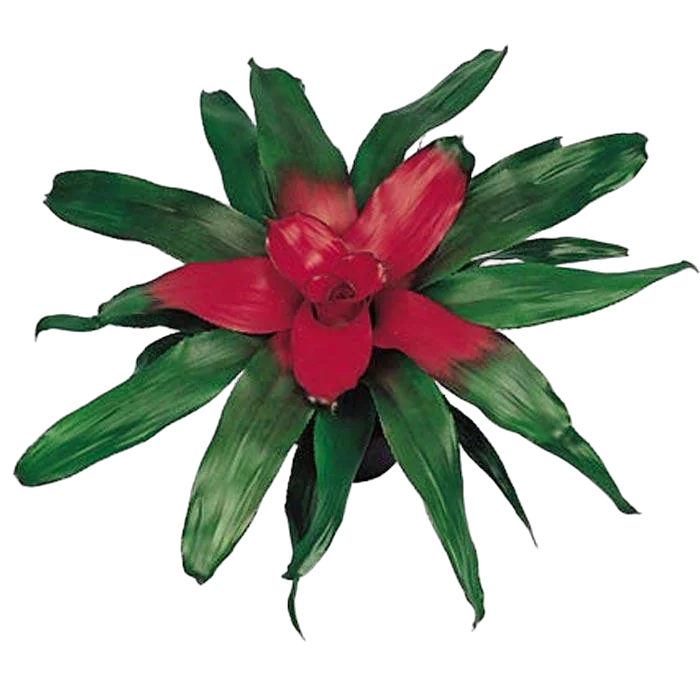 Неорегелия Файрболл - Неорегелията - Neoregelia D12 H25