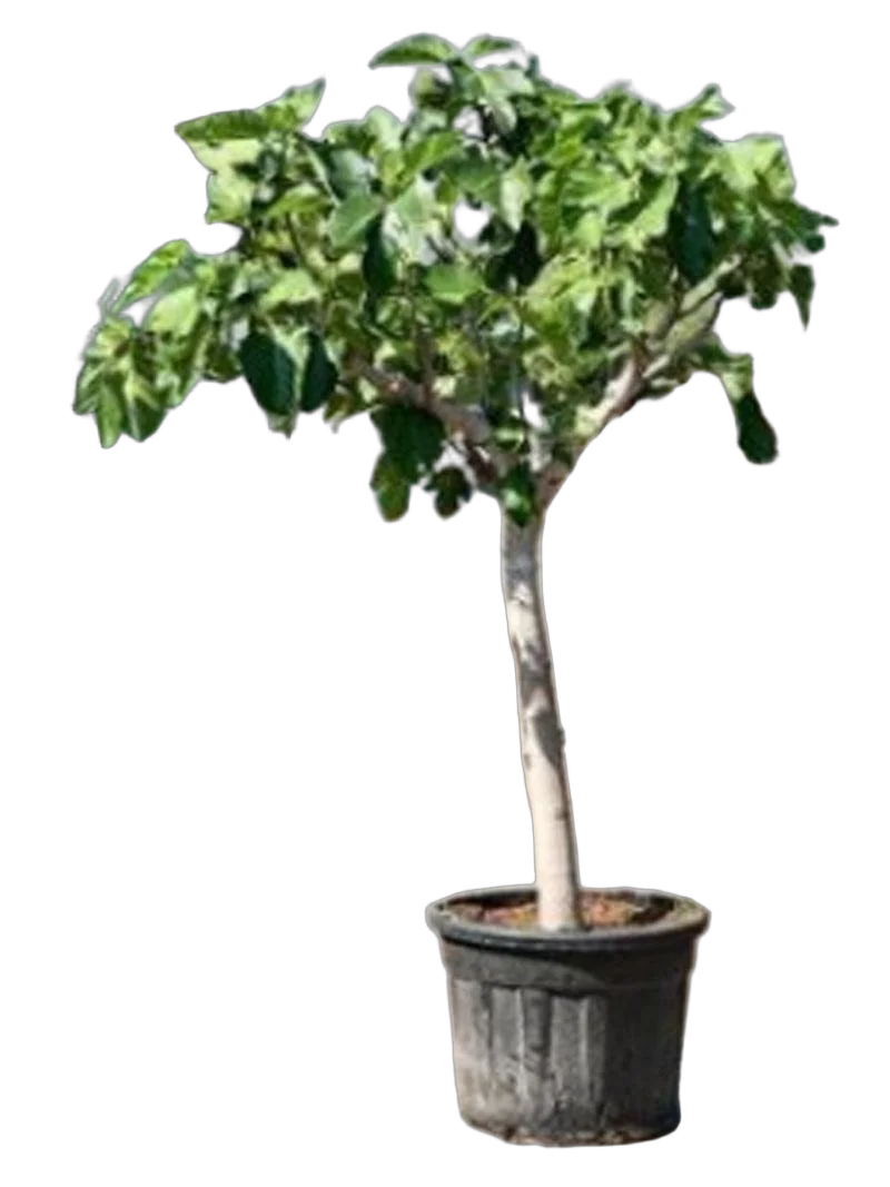 Инжир - Ficus carica D60 H245