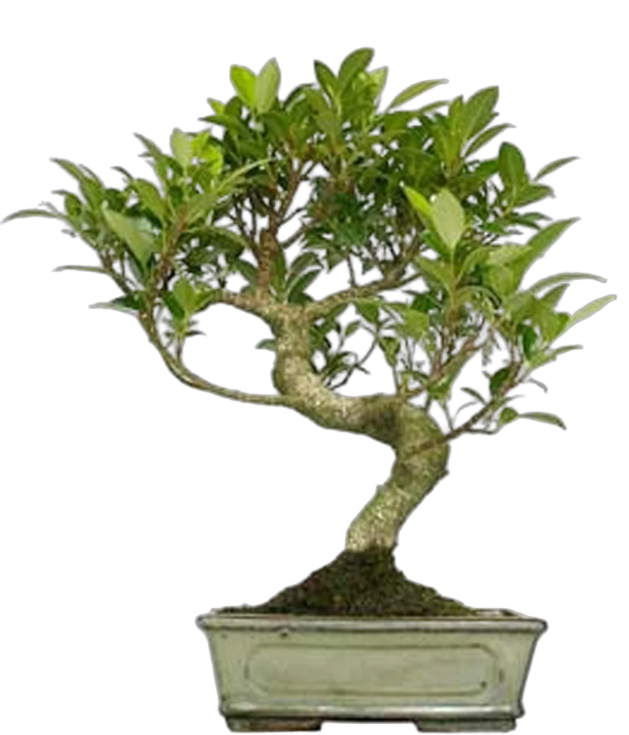 Бонсай Фикус Ретуза - Bonsai Ficus retusa D20 H30