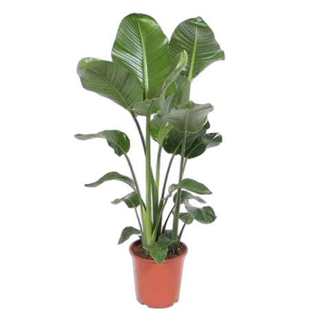 Стрелиция Николай - Strelitzia Nicolai D27 H130