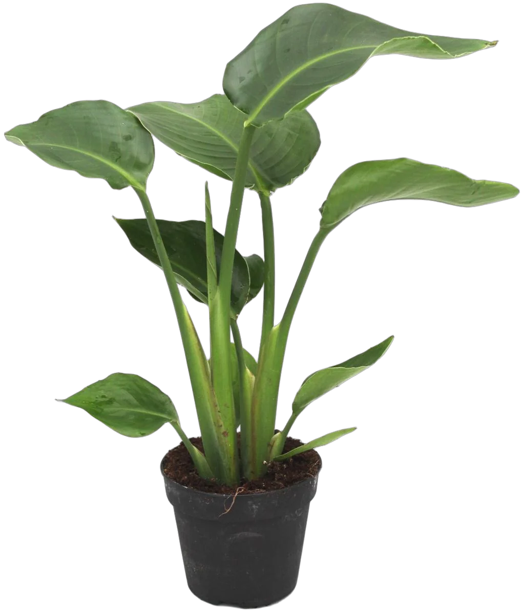 Стрелиция Николай - Strelitzia Nicolai D14 H70