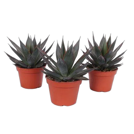 Агава Шака Зулу - Agave Shaka Zulu D15 H40