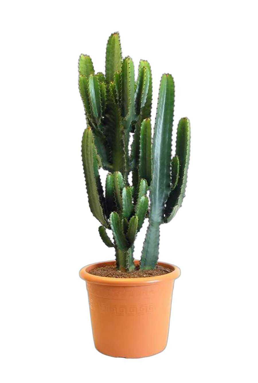 Эуфорбия Эритрея - Euphorbia eritrea D19 H60