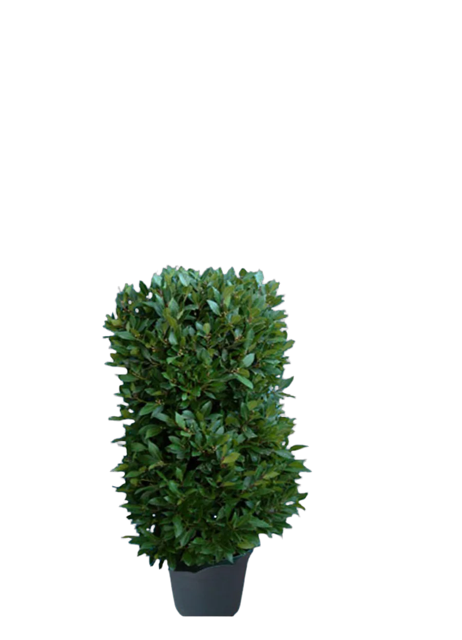 Лавр благородный колонна - Lurus nbilis D25 H120