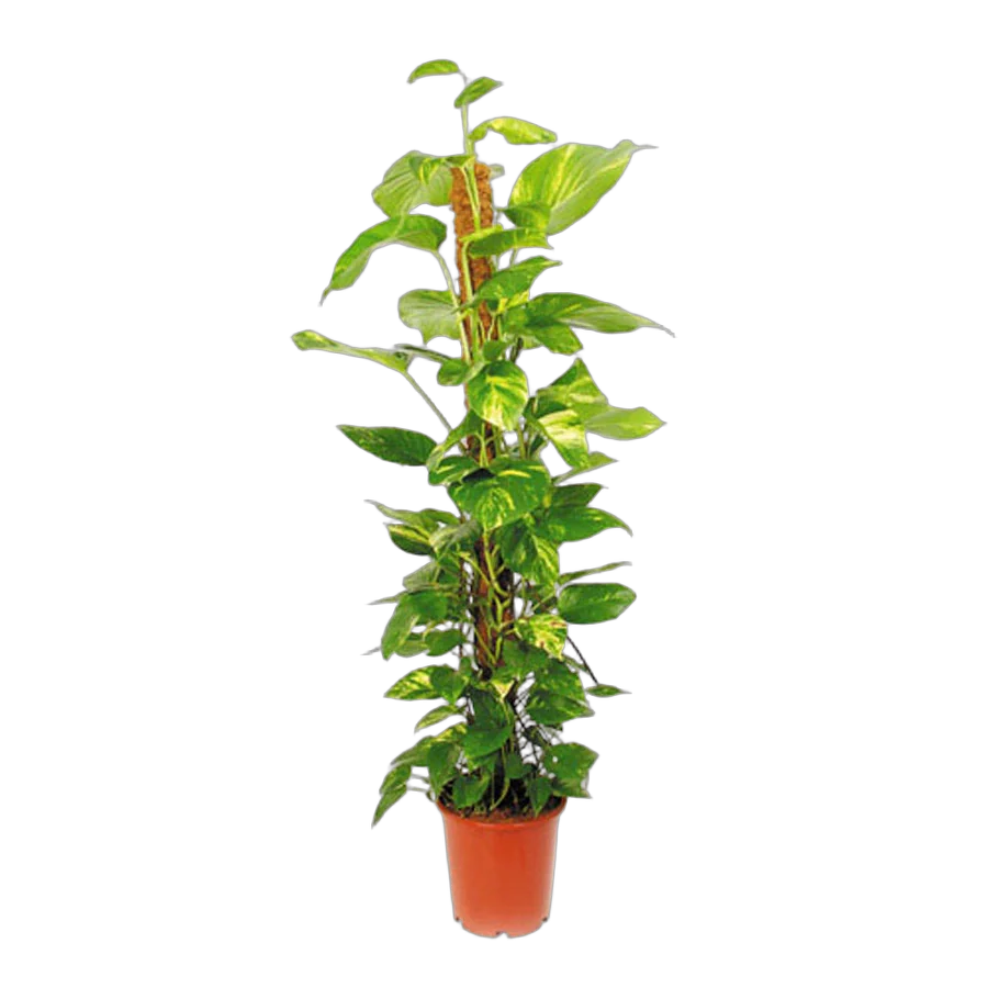 Эпипремнум Ауреум - Epipremnum Aureum D27 H150