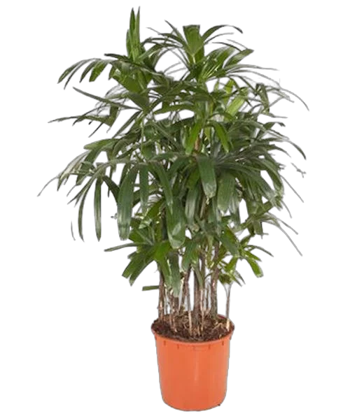 Пальма Рапис - Rhapis Excelsa D34 H130