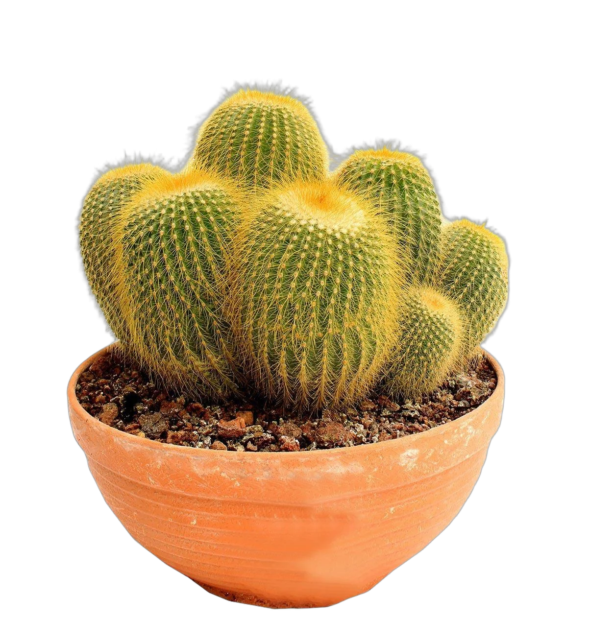 Нотокактус - Notocactus ottonis D23 H30