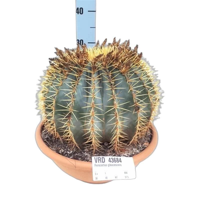 Ферокактус голубеющий - Ferocactus glaucescens D30 H30