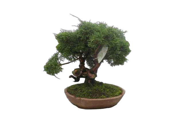 Бонсай Можжевельник - Bonsai Juniperus chinensis D25 H50