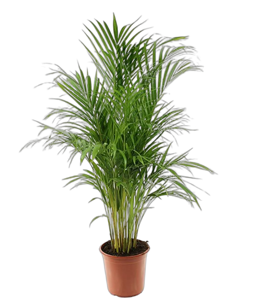 Пальма Арека D21 H100