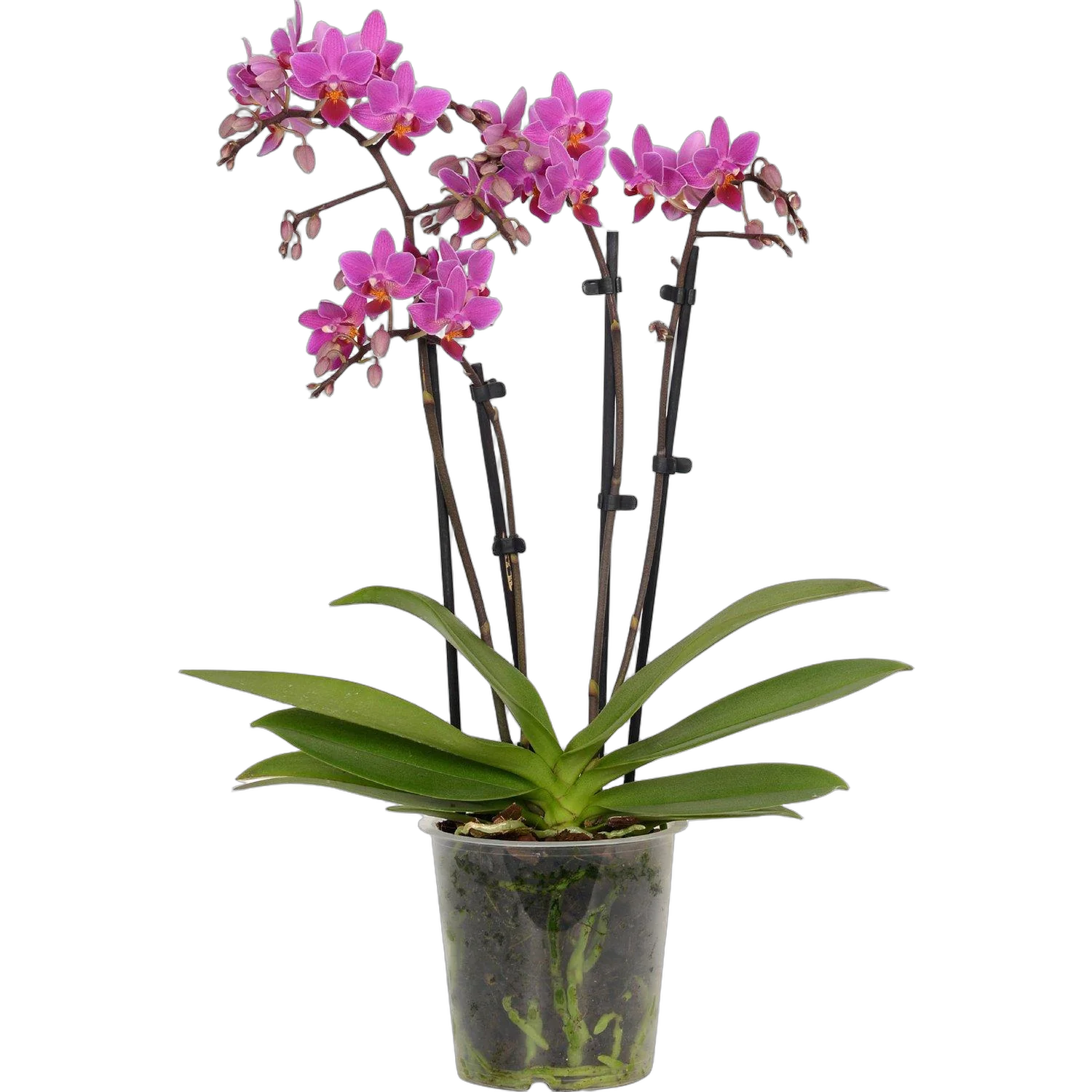 4 ствола - Cardinal D17 H60