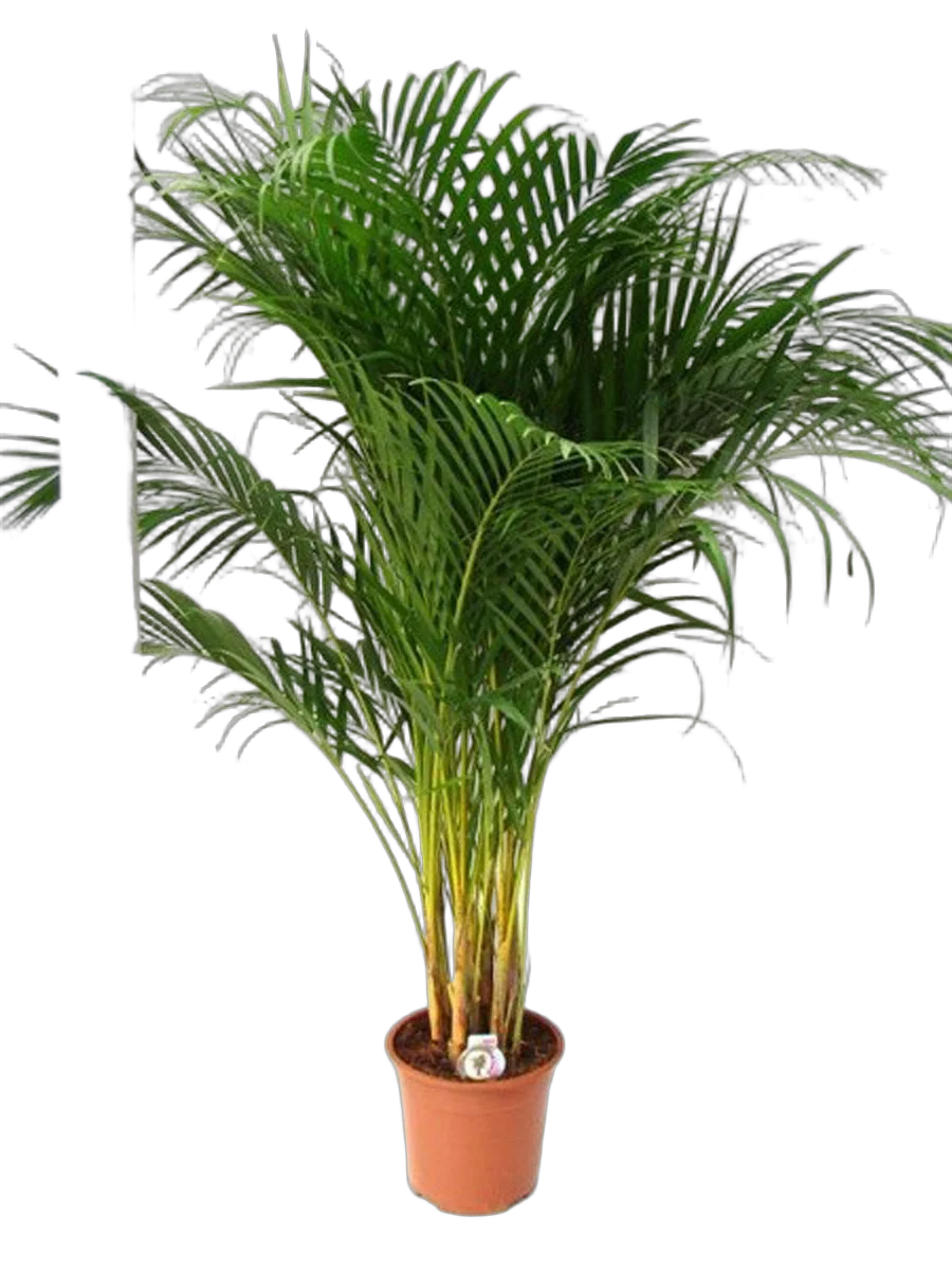 Пальма Арека D24 H140