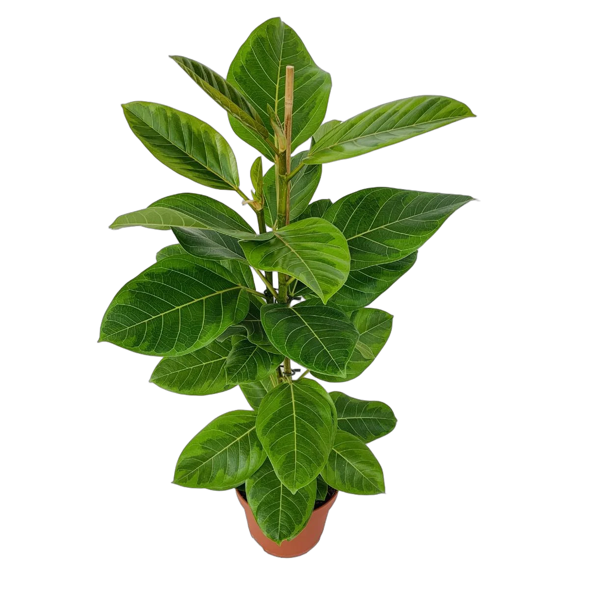 Фикус Высочайший, Альтиссима - Ficus altissima D21 H95