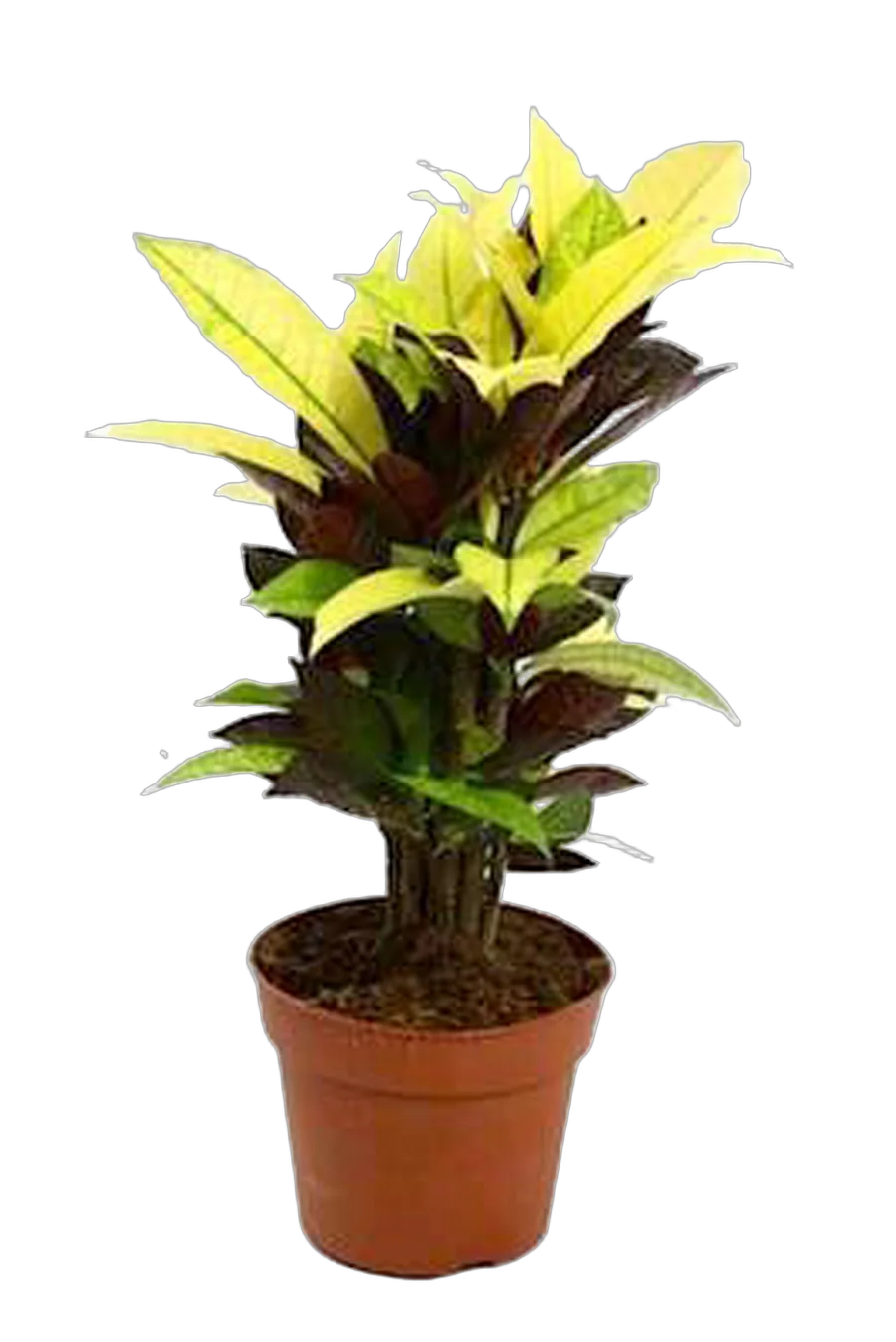 Кодиеум Миссис Айстон - Codiaeum Mrs Iceton D14 H50