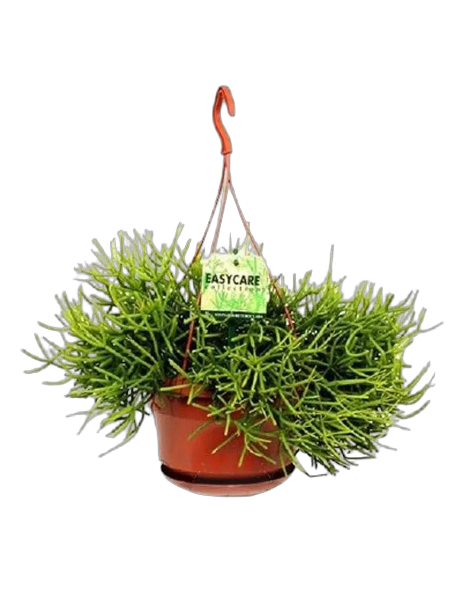 Рипсалис - Rhipsalis heteroclada D14 H25