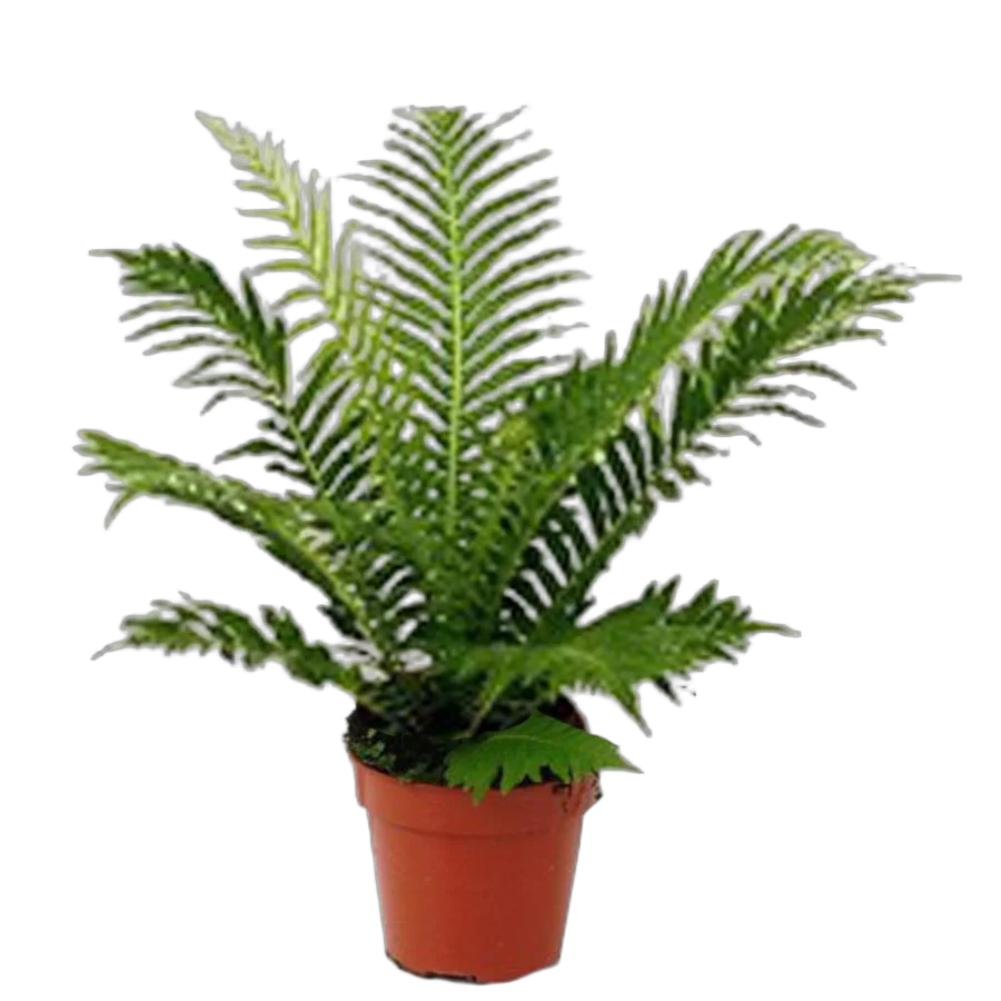 Блехнум - Blechnum D14 H40