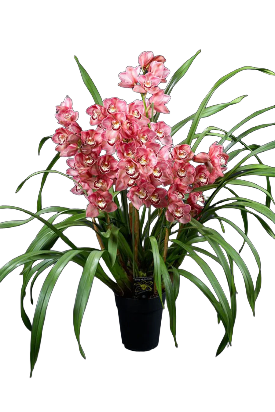 Цимбидиум Bedrock - Cymbidium  D18 H90