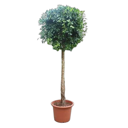 Фикус Бенджамина Нитида штамб - Ficus benjamina Nitida D60 H320