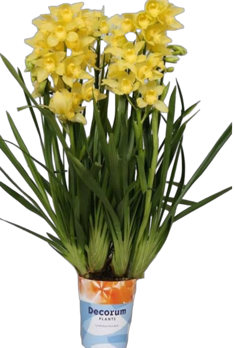 Цимбидиум Желтый - Cymbidium D18 H90