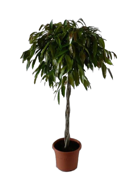 Фикус Биннедика Амстел Кинг косичка - Ficus Amstel King D35 H170