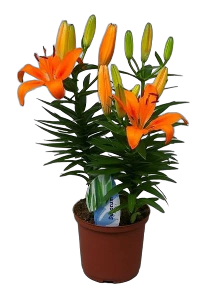 Лилия Азиатская оранжавая - Lilium Az Orange Matrix D20 H70