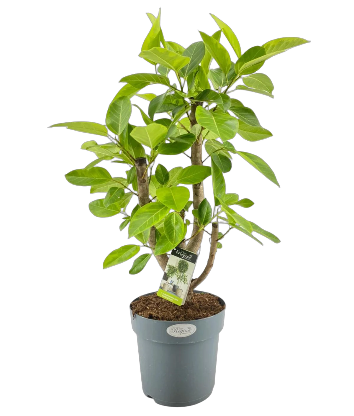 Фикус Высочайший, Альтиссима - Ficus altissima D27 H100