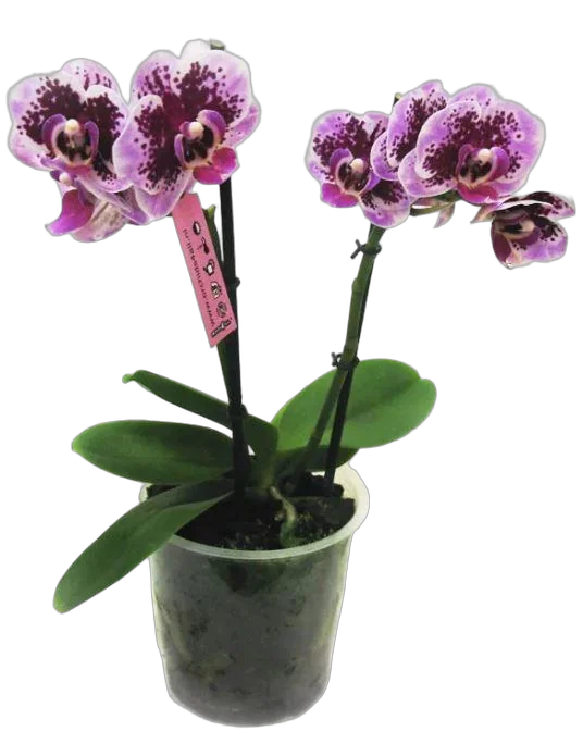 Фаленопсис мини 2 цветонос - Phalaenopsis Pylo’s Novelty D9 H15