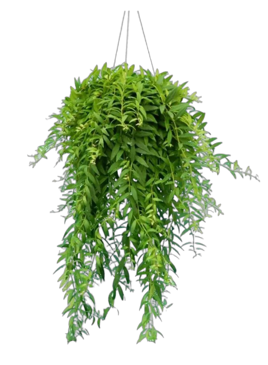 Эсхинантус Джэфролепис- Aeschynanthus Japhrolepis D17 H45