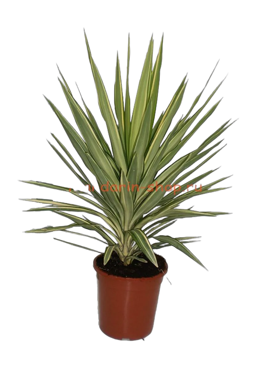 Пальма Юкка слоновья нога - Yucca elephantipes 'Jewel' D26 H95