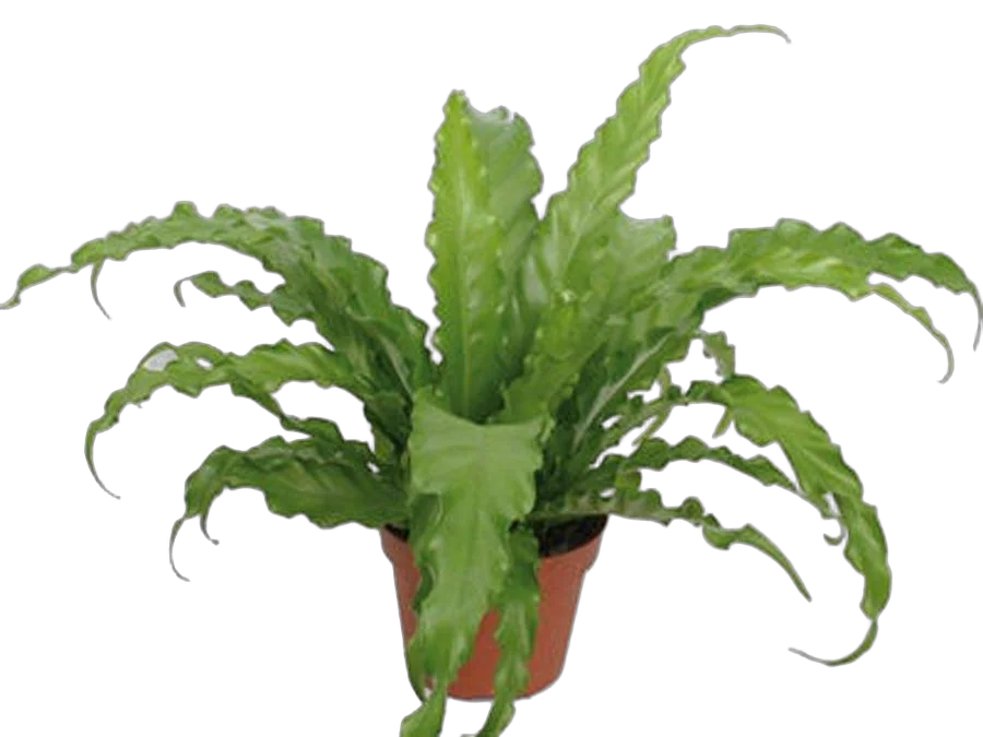 Асплениум Антикум Осака - Asplenium Antiquum Osaka D9 H20