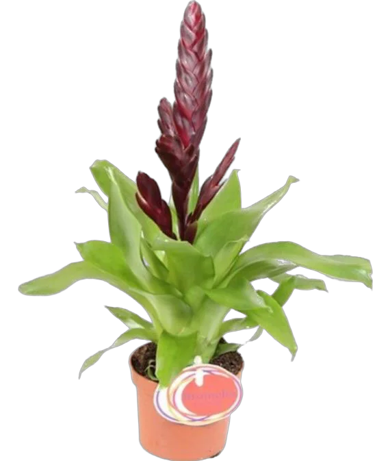 Фризея Nora коричневая - Vriesea Nora D9 H35