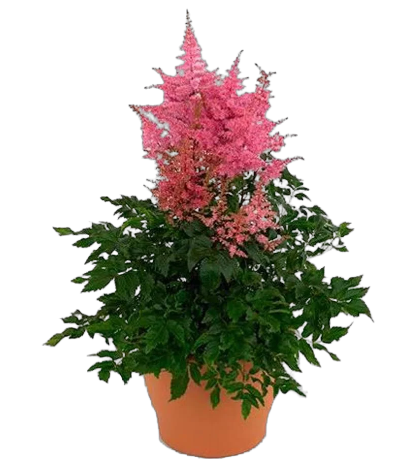 Астильба Арендса Данс и Транс - Astilbe (Arendsii Grp) 'Dance and Trance'  D14 H40