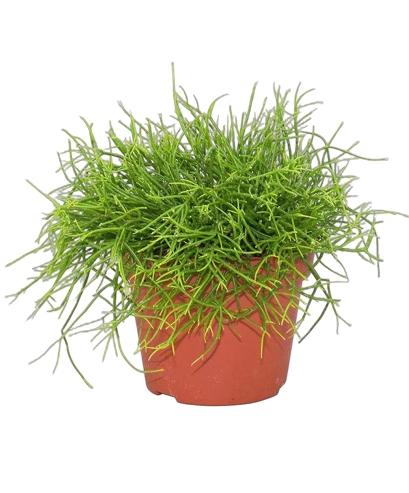 Рипсалис - Rhipsalis yellow D12 H12