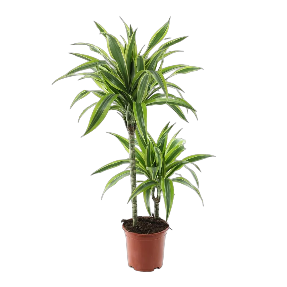Драцена Лемон Лайм - Dracaena fr. Lemon Lime D21 H100