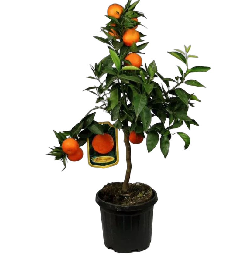 Клементин - Citrus clementina D20 H60