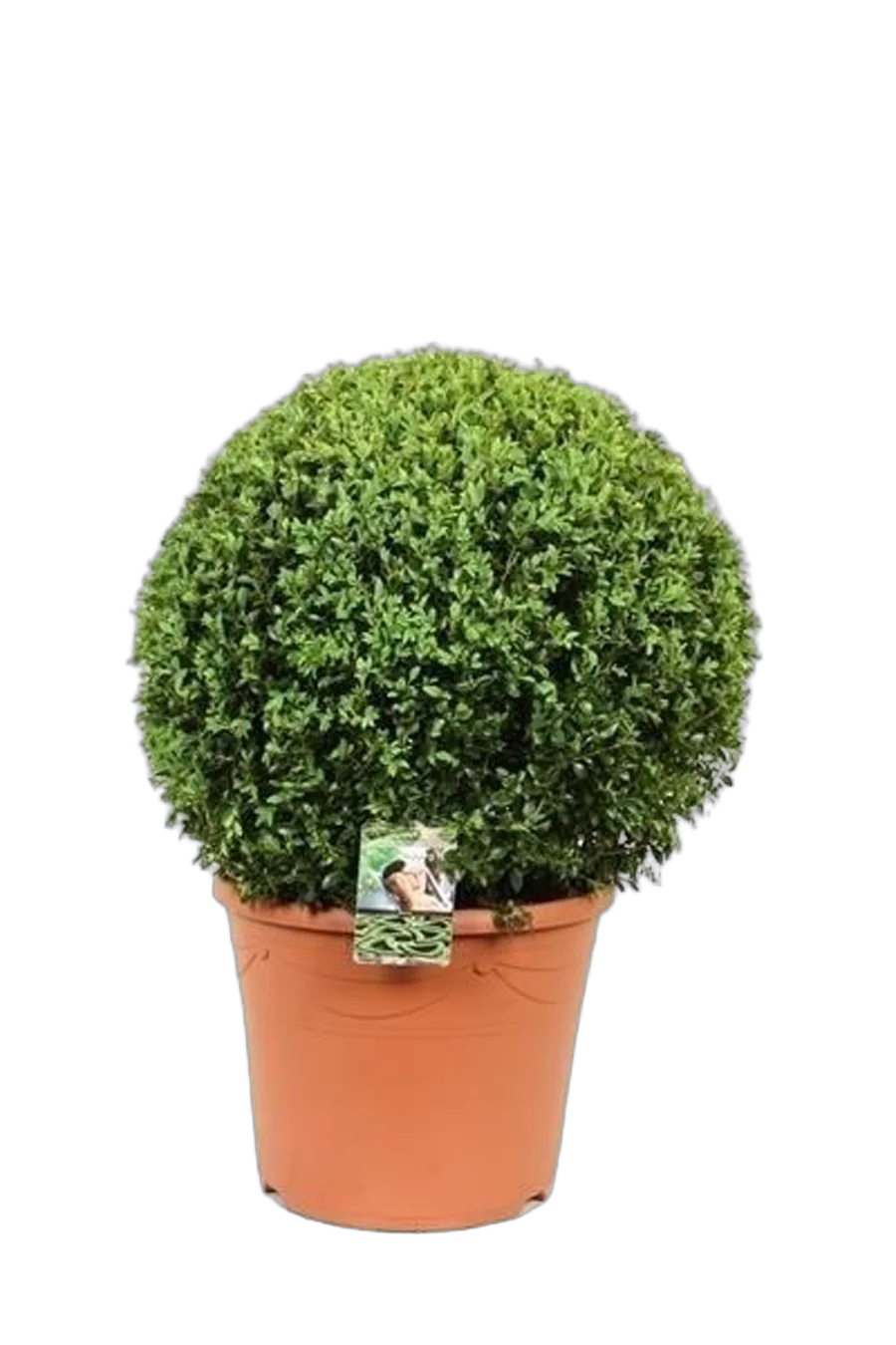 Самшит вечнозеленый (Буксус) -Buxus D20 H60