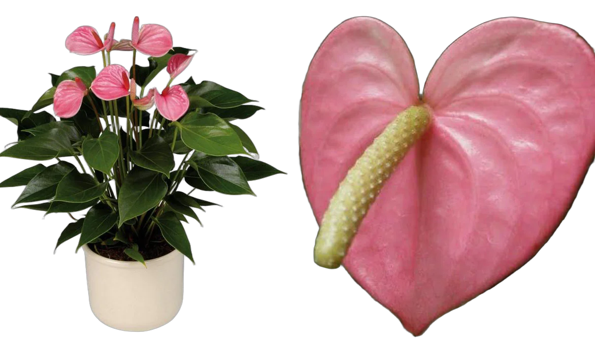 Антуриум Андреанум Алабама Розовый - Anthurium  Alabama Pink  D30 H70